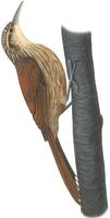 Image of: Xiphorhynchus fuscus (lesser woodcreeper)