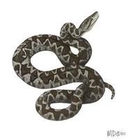 Image of: Epicrates angulifer (Cuban boa)