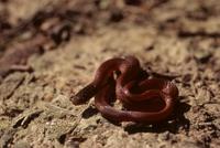 Image of: Rhadinaea flavilata (pine woods snake)