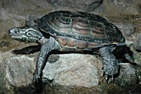 Chinemys reevesii - Reeves' Turtle