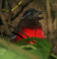 Graceful Pitta - Pitta venusta