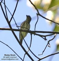 Striped Flowerpecker - Dicaeum aeruginosum