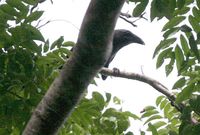 Flores Crow - Corvus florensis