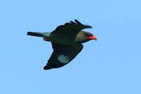 Dollarbird