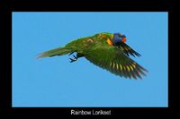 Rainbow lorikeet