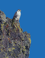 Prairie Falcon (Falco mexicanus) photo
