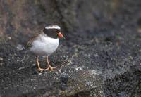 Shore Plover (Charadrius novaeseelandiae) photo