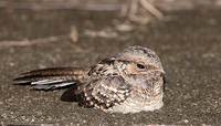 White-tailed Nightjar (Caprimulgus cayennensis) photo