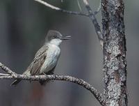 Loggerhead Kingbird (Tyrannus caudifasciatus) photo