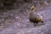 Yellow-throated Sandgrouse - Pterocles gutturalis