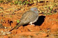 Diamond Dove - Geopelia cuneata