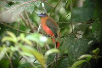 Scarlet-rumped Trogon - Harpactes duvaucelii