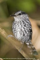 Scaled Antbird - Drymophila squamata