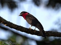 Purple-throated Fruitcrow - Querula purpurata