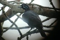 Bare-necked Fruitcrow - Gymnoderus foetidus