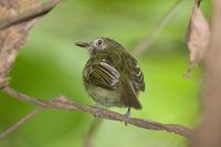 Snethlage's Tody-Tyrant - Hemitriccus minor