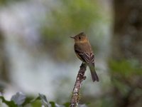 Ochraceous Pewee - Contopus ochraceus