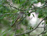 Brown-crested Flycatcher - Myiarchus tyrannulus