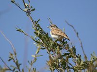 Sabota Lark - Calendulauda sabota