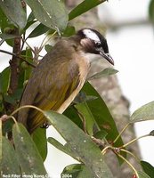 Light-vented Bulbul - Pycnonotus sinensis