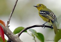 Common Iora - Aegithina tiphia