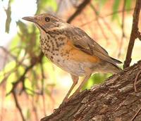 Kurrichane Thrush - Turdus libonyanus