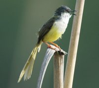 Yellow-bellied Prinia - Prinia flaviventris