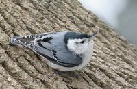 White-breasted Nuthatch - Sitta carolinensis