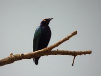 Purple Glossy-Starling - Lamprotornis purpureus