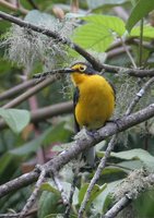 Spectacled Redstart - Myioborus melanocephalus