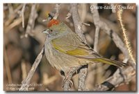 Green-tailed Towhee - Pipilo chlorurus