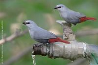 Lavender Waxbill, Estrilda caerulescens