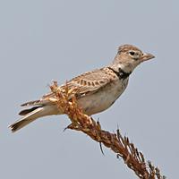 Calandra Lark