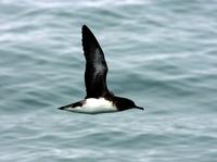 Hutton's Shearwater (Puffinus huttoni)