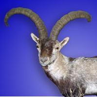 gredos ibex