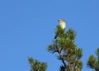 Karroo Prinia Flickr