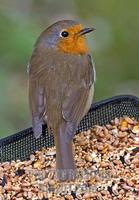 European Robin on Bird Feeder , UK stock photo