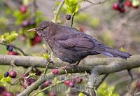 Female Blackbird in Malus Red Sentinel Tree ( Crab Apple ) , UK stock photo