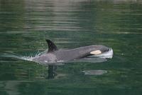 killer whale. copyright Robin W. Baird, Cascadia Research