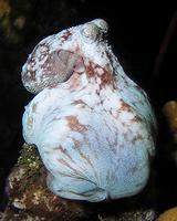 Caribbean Reef Octopus - Octopus briareus