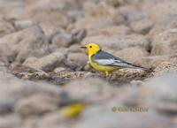 Citrine wagtail C20D 02063.jpg