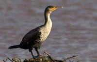 storskarv / great cormorant (Phalacrocorax carbo maroccanus)