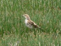 Tibetan lark Melanocorypha maxima