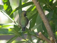 Broad-tailed Hummingbird