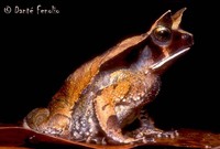 : Bufo ceratophrys