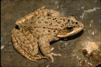 : Rana cascadae