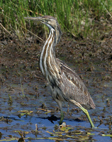 : Botaurus lentiginosus; American Bittern