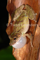 : Scinax boulengeri