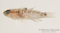 : Asterropteryx ensifera