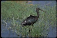 : Plegadis falcinellus; Glossy Ibis